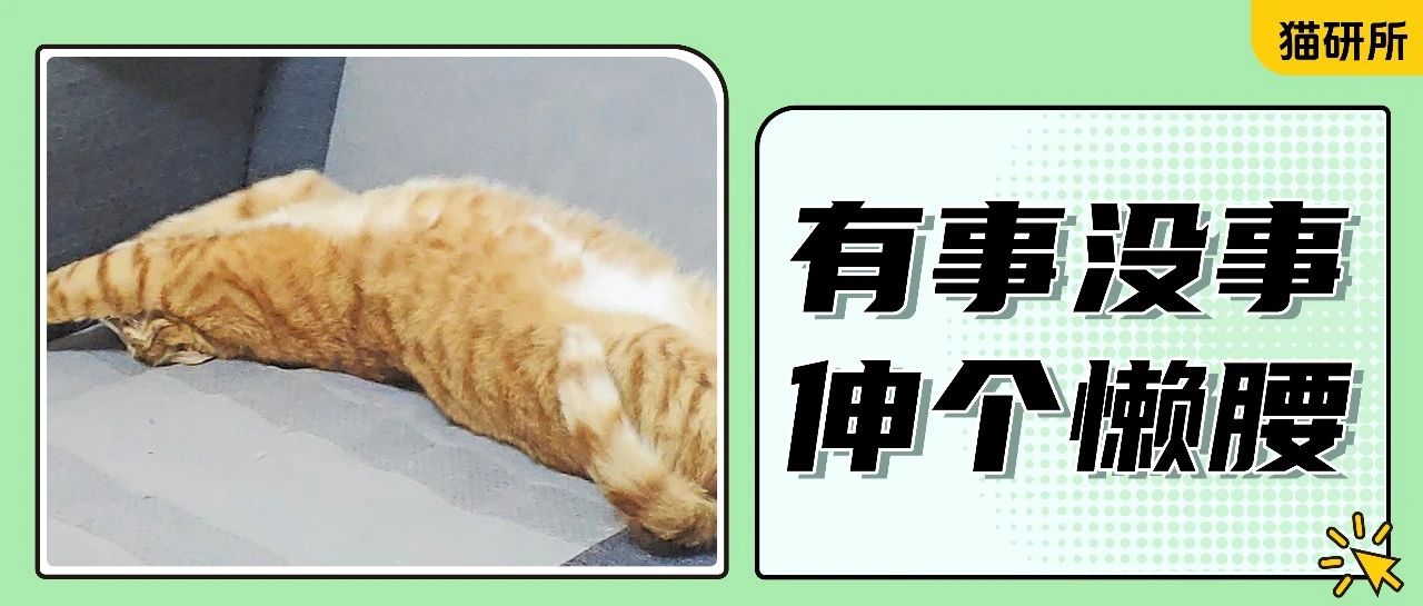 为什么猫咪来迎接我之前，都要伸懒腰？